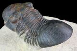 Paralejurus Trilobite Fossil - Foum Zguid, Morocco #74709-3